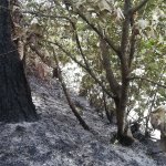 Pineta bruciata | Foto D. Tinti